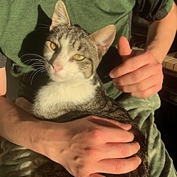 Photo of Chester