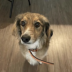 Photo of Tail