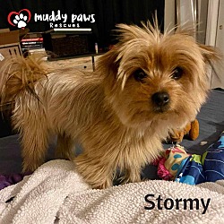 Photo of Stormy (Courtesy Post) - No Longer Accepting Applications