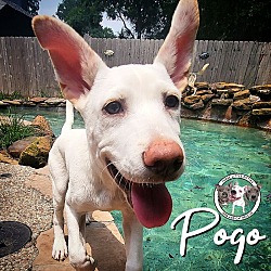 Thumbnail photo of Pogo New Caney #1