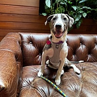 adopt a pet