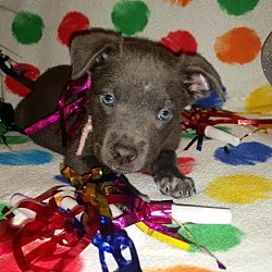 Thumbnail photo of Confetti-Adopted! #2