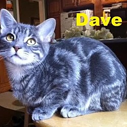 Thumbnail photo of Dave - Adopted Dec 2017 #2