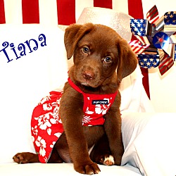 Thumbnail photo of Tiana~adopted! #2