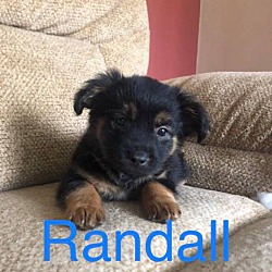 Photo of Randall P