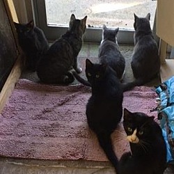 Photo of Barn Cats - Working Cat Program - Put them to work