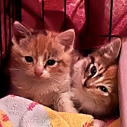 Thumbnail photo of Calico Kittens #2