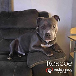 Thumbnail photo of Roscoe (Courtesy Post) #4
