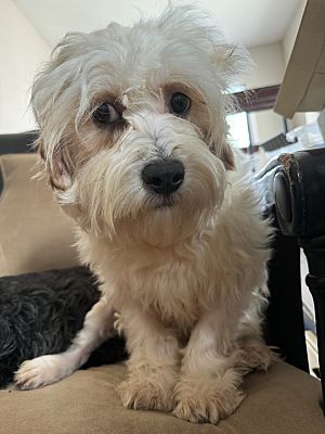 Renton, WA - Cavachon. Meet Nutmeg a Pet for Adoption - AdoptaPet.com