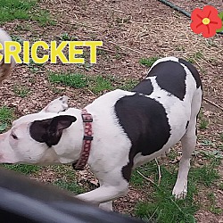 Thumbnail photo of Cricket #4