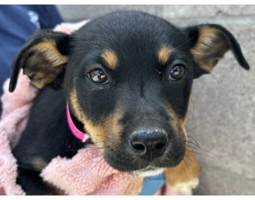 Chandler, AZ - Harrier/Mixed Breed (Medium). Meet Sneezy a Pet for ...