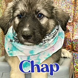 Photo of Chap