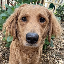 Thumbnail photo of Goldendoodle Gretchen HOUSE & CRATE TRAINED! #1