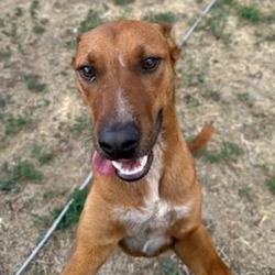 Thumbnail photo of Fievel - Sweet Boy! LOVES Dogs and Squeaky Toys! Adopt $50! #2