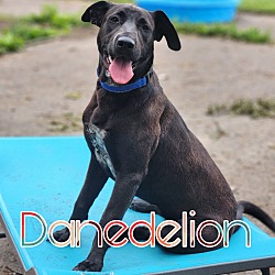 Thumbnail photo of Danedelion #2