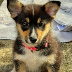 Thumbnail photo of Charley the cutest Corgi! #4