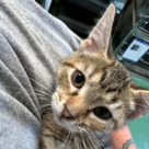 Adopt A Pet :: Mia Winery - South Haven, MI
