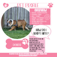 adopt a pet