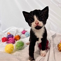 adopt a pet