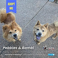 adopt a pet