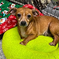 adopt-pet