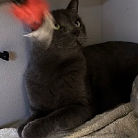 adopt-pet