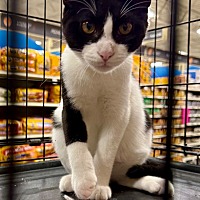 adopt a pet