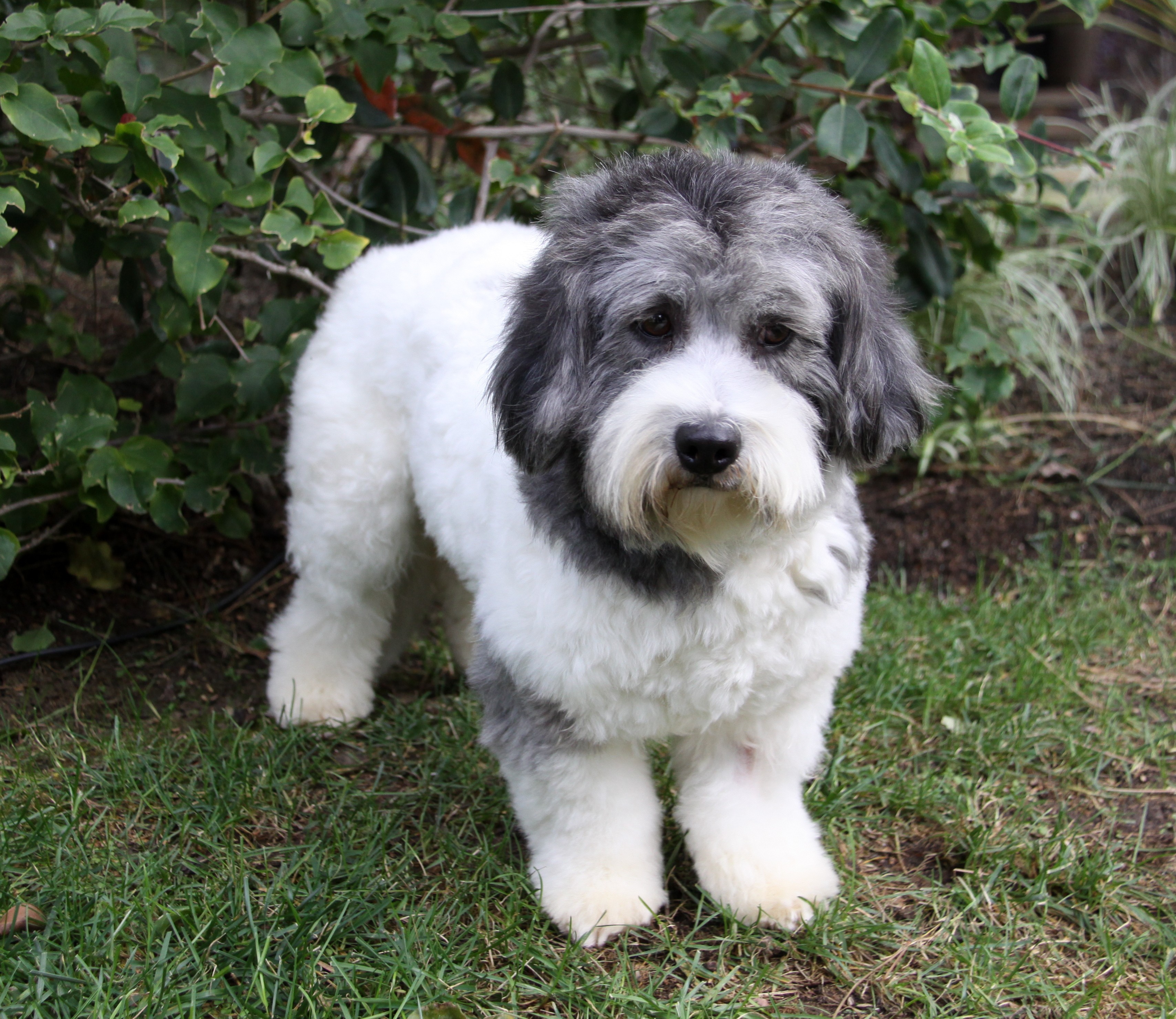 tibetan terrier and poodle mix