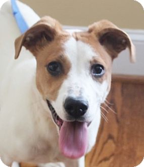 catahoula jack russell mix