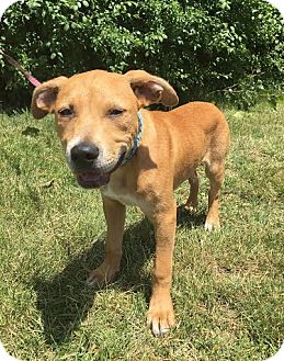 Detroit, MI - Terrier (Unknown Type, Medium). Meet Leon-Adopted! a Pet ...