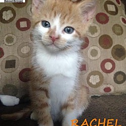Thumbnail photo of Rachel - Adopted FTA Aug 2016 #1
