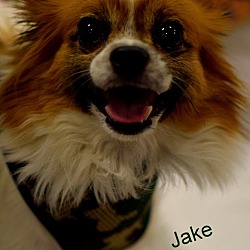 Thumbnail photo of Jake #3