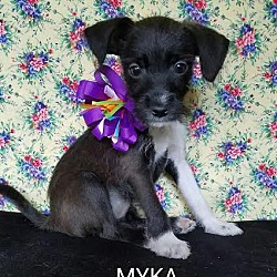 Thumbnail photo of Myka #3