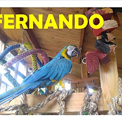 Thumbnail photo of Fernando The Mila-Gold Macaw #1