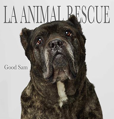Los Angeles Ca Cane Corso Meet Good Sam A Pet For Adoption