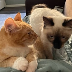 Thumbnail photo of Queso (and Grumpy) #4