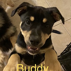 Photo of Buddy L