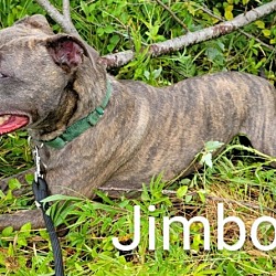 Thumbnail photo of JIMBO #3