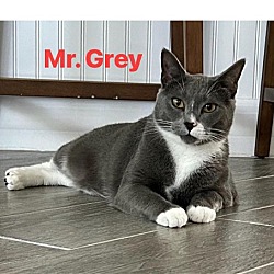 Thumbnail photo of Mr. Grey #2