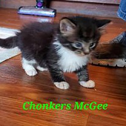 Photo of Chonkers McGee