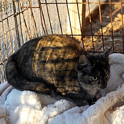 Thumbnail photo of Barn Cat - Tortie #3