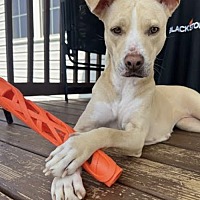 adopt a pet