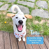adopt-pet