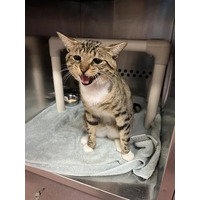 adopt-pet