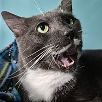 adopt a pet