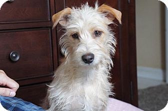 Temple City Ca Schnauzer Miniature Meet Roxie A Pet For Adoption