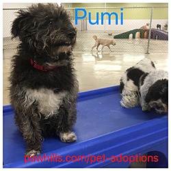 Thumbnail photo of Pumi #2