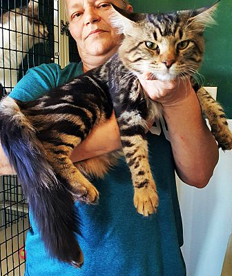 Alamogordo Nm Maine Coon Meet Hyde A Pet For Adoption