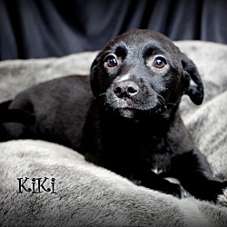 Thumbnail photo of KiKi~adopted! #1