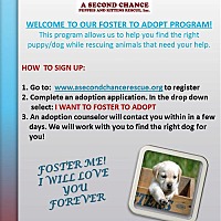 adopt a pet